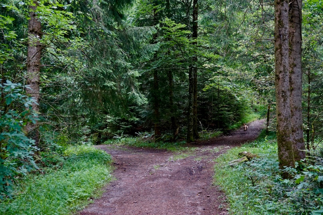 con đường chia hai ngả con đường chia hai ngả